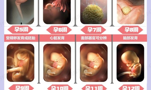 怀孕中期孕妇能吃紫苏吗